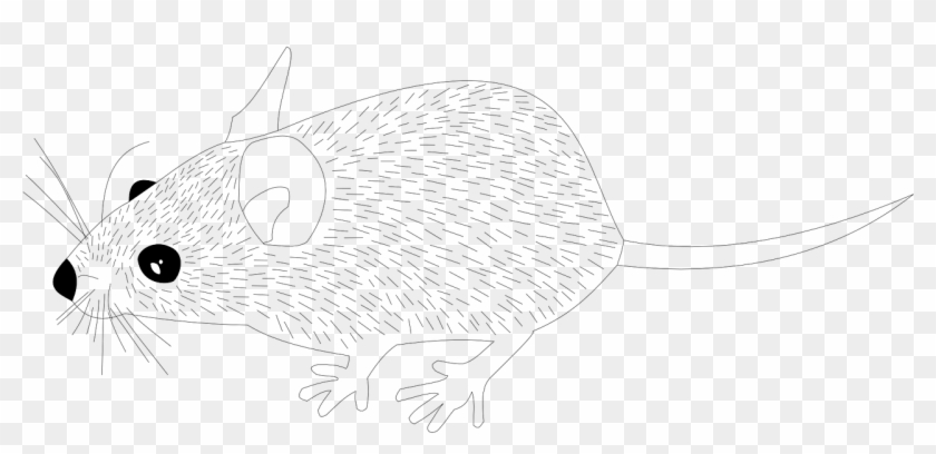 Wood Mouse Animal Mouse Rat Png Image - Line Art Clipart #2997708