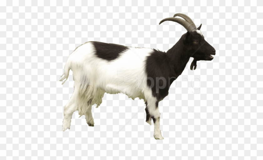Free Png Goat Png Images Transparent - He Goat Png Clipart #2997779