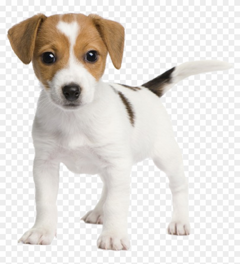 Chihuahua Russell Fox Miniature Rat Jack Bull Clipart - Jack Russell Fox Terrier Puppy - Png Download