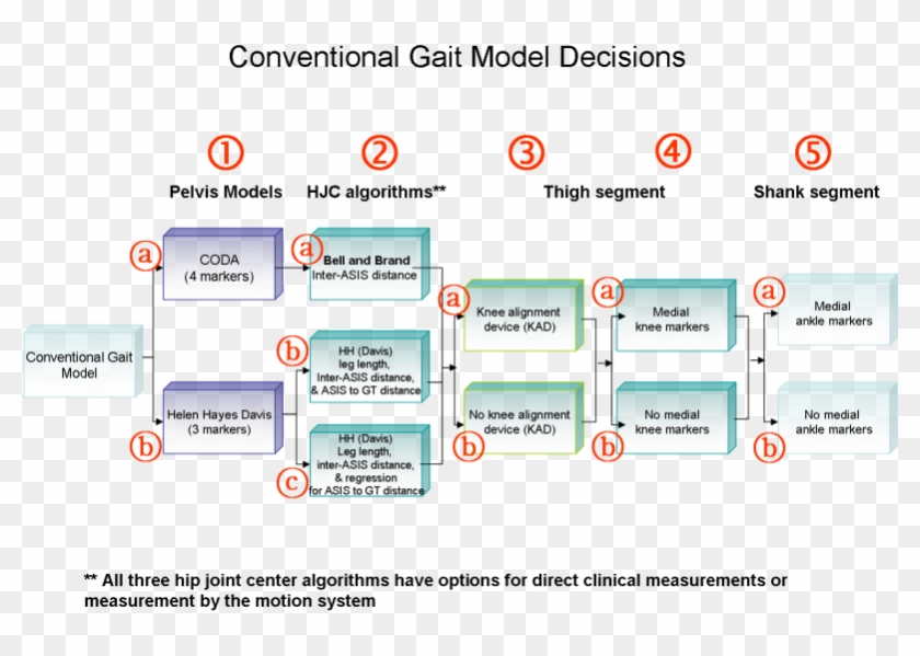 Conventional Gait Model Decisions1 - Kad Model Clipart #2999268