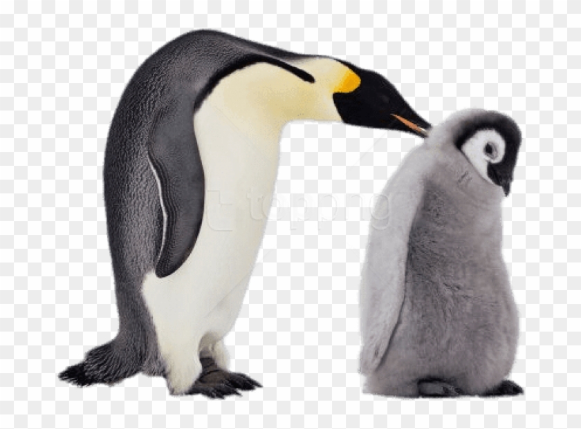 Free Png Download Mum And Baby Penguin Png Images Background - Baby Penguin Transparent Background Clipart #2999570