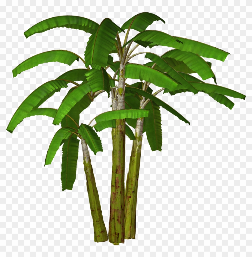 Free Icons Png - Banana Tree Clipart Png Transparent Png #30351