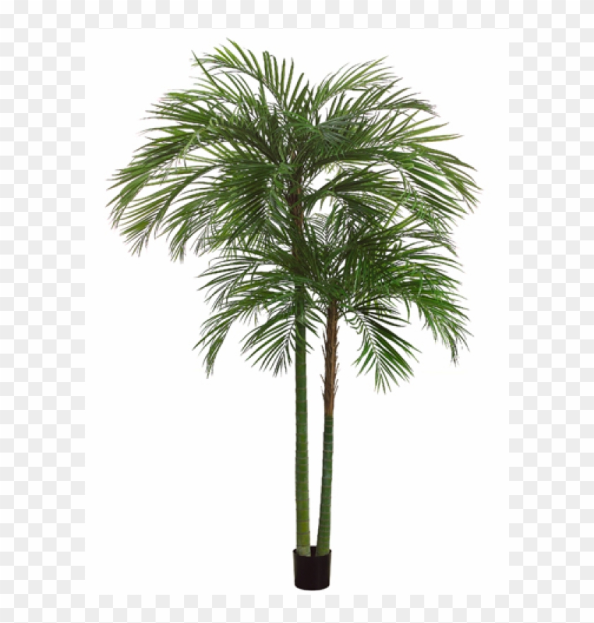 7' Areca Palm Tree X2 With 1692 Leaves In Pot Green - Sabal Palmetto Clipart #30674