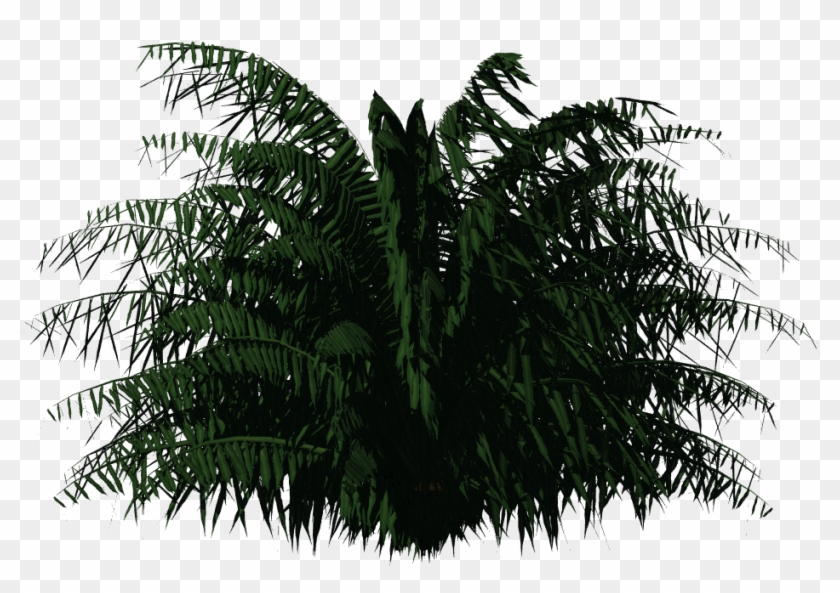 Cycas Palm - Plants For Photoshop Clipart #30864