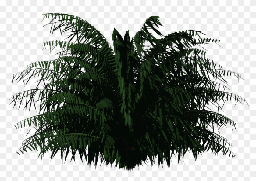 Cycas Palm - Plants For Photoshop Clipart