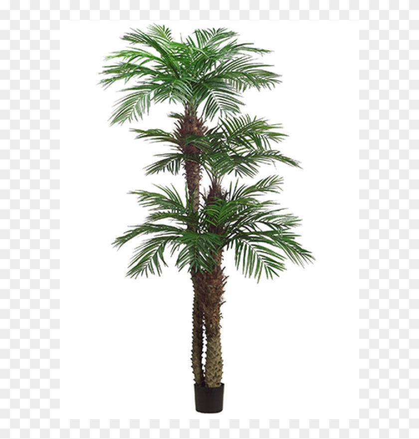 9' 7' 5' Tropical Area Palm Tree X3 With 1364 Leaves - Borassus Flabellifer Clipart #31069