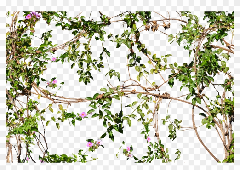 Flowering Jungle Vines Flowers Png - Vines On Wall Png Clipart