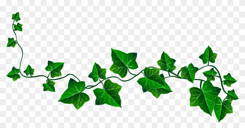 Vine Clipart Transparent Background - Transparent Background Ivy Png #31537