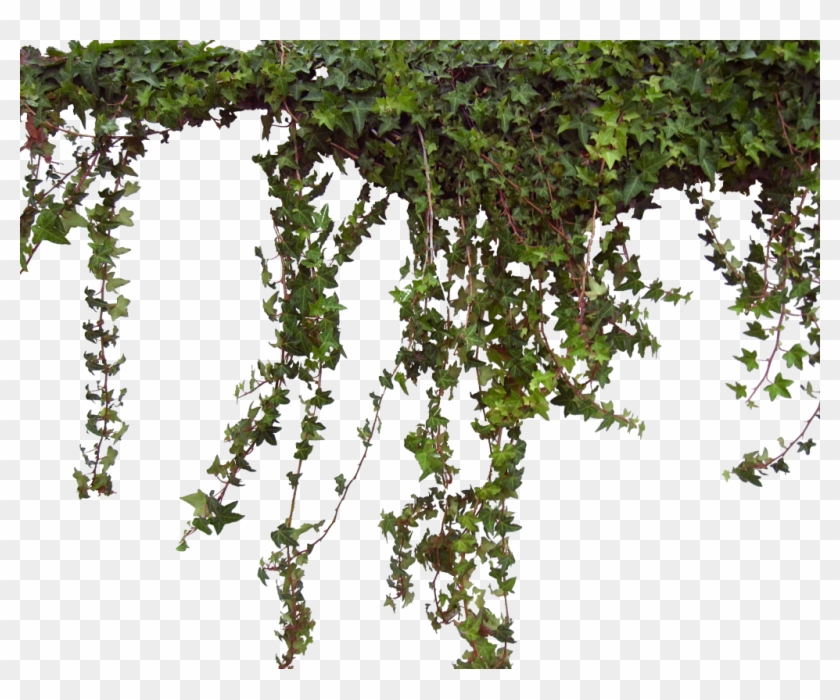 Transparent Vines Png Clipart