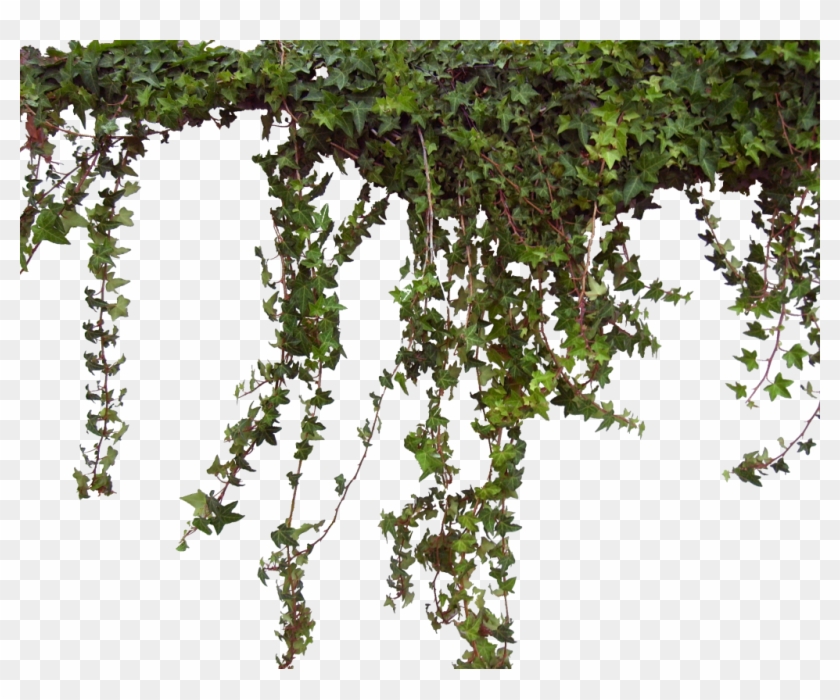 Transparent Vines Png Clipart #31732