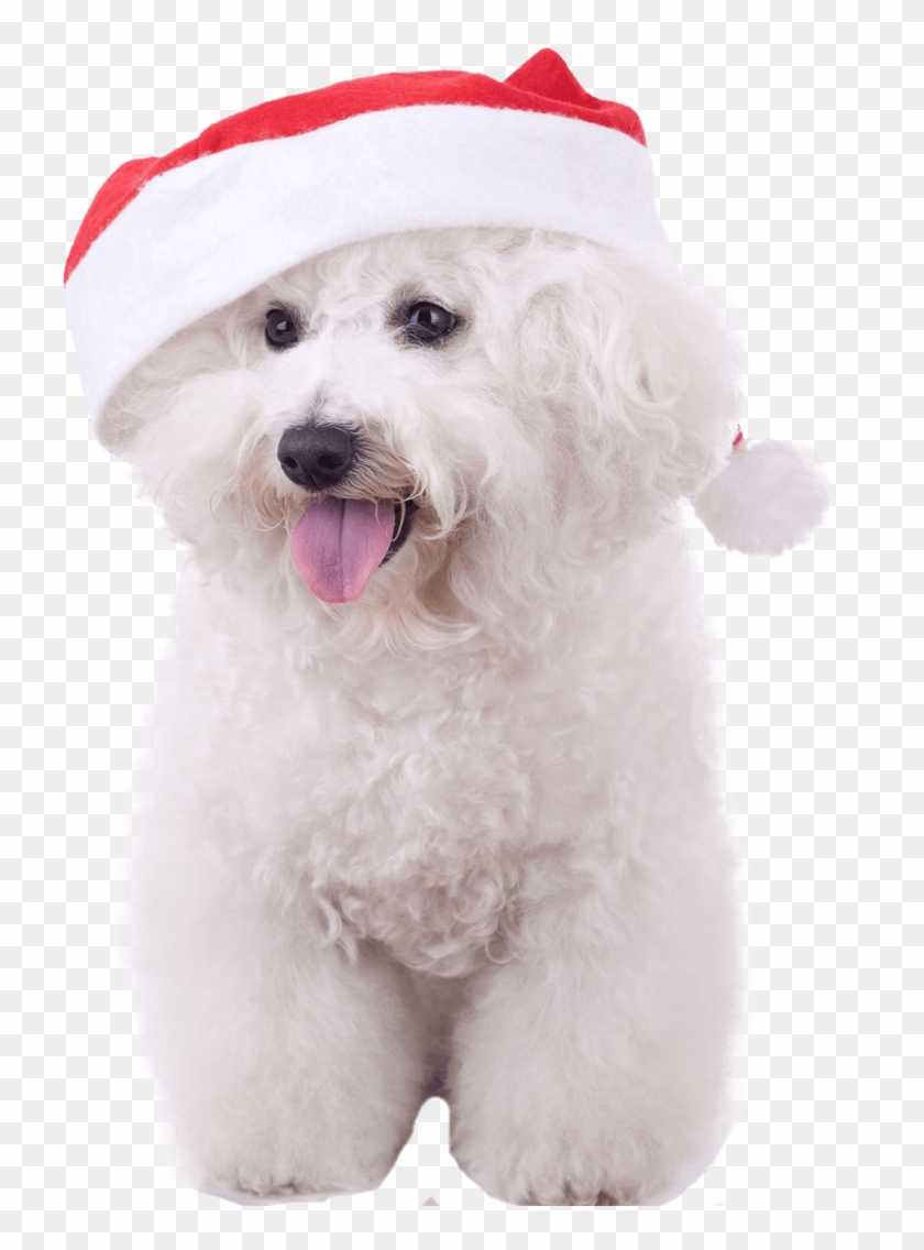 Bichon Frise With Santa Nail Art Now - Bichon Frise Clipart