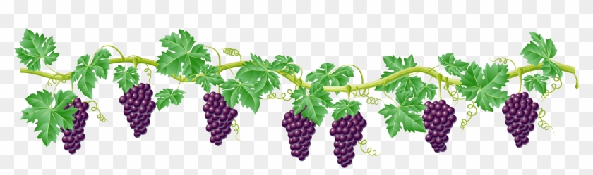 Kyoho Grape Vine Clip Art - Grape Vines Clip Art - Png Download