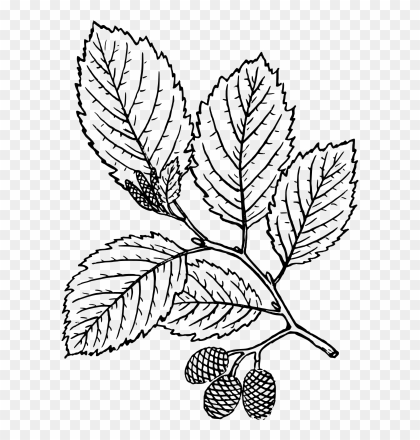 Beech Leaf Alder Clip Art - Red Alder Leaf Drawing - Png Download