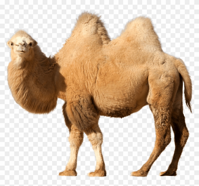 Camel Single - Camel Clipart