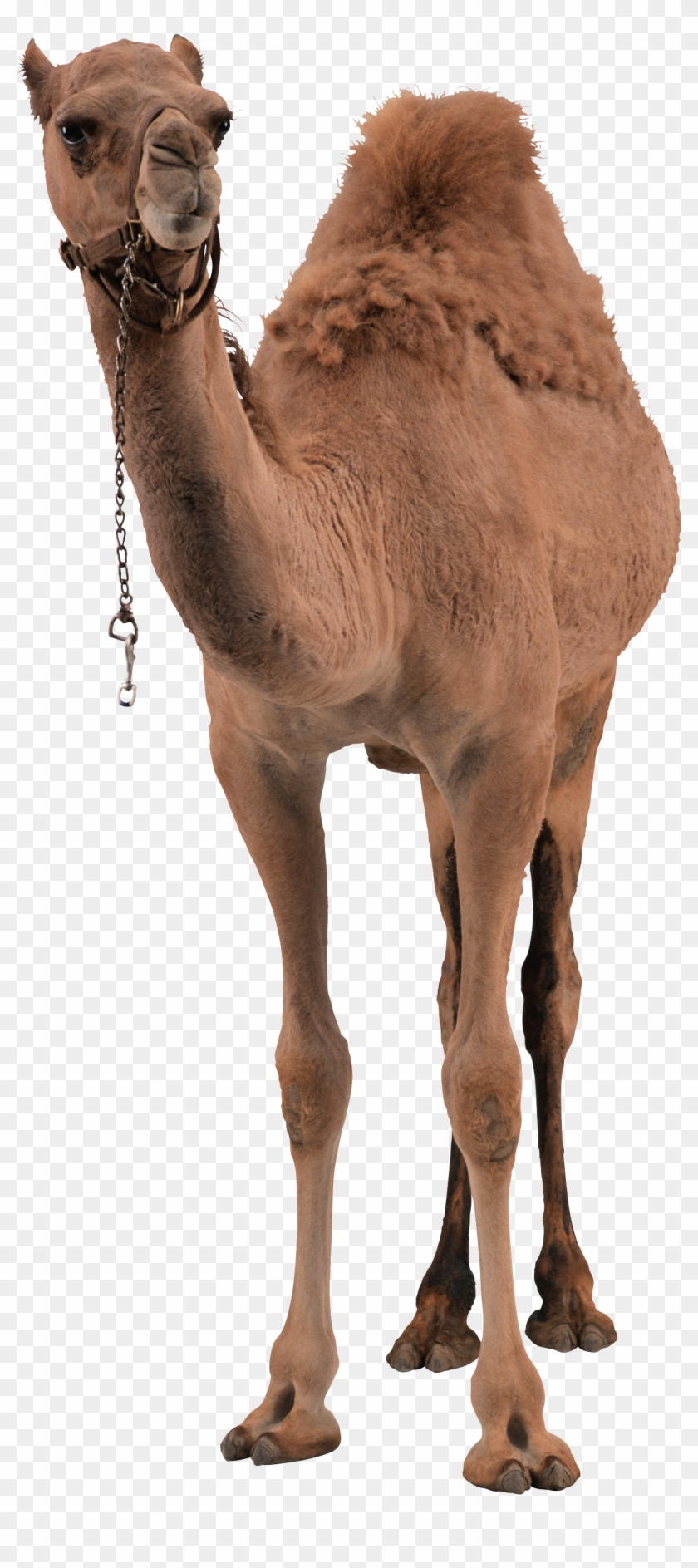 Camel Png Pic - Camel Png Clipart #32879