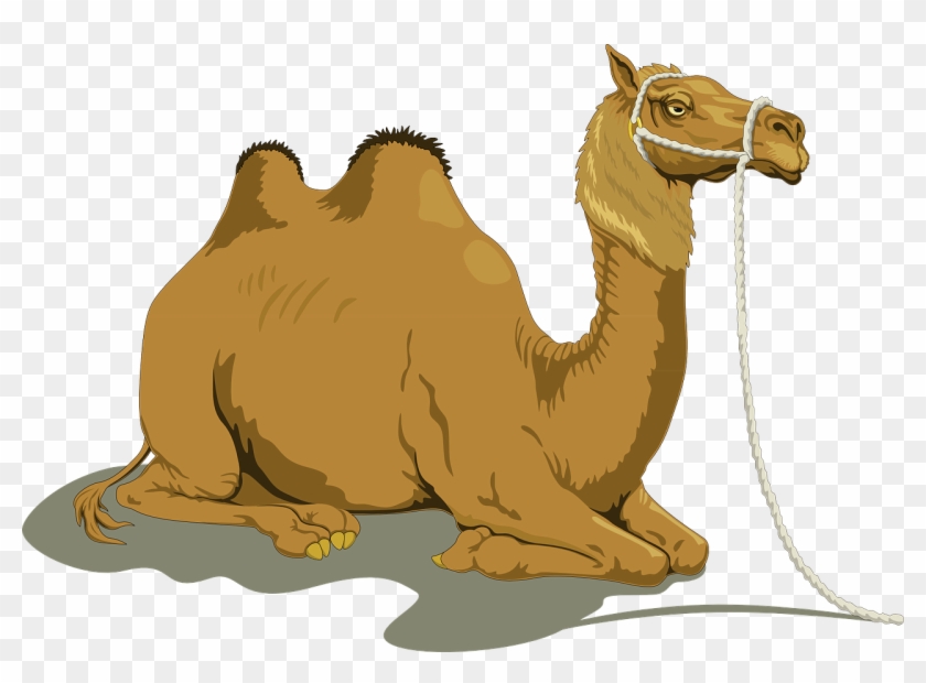 Download Png Image Report - Camel Sitting Clipart Transparent Png