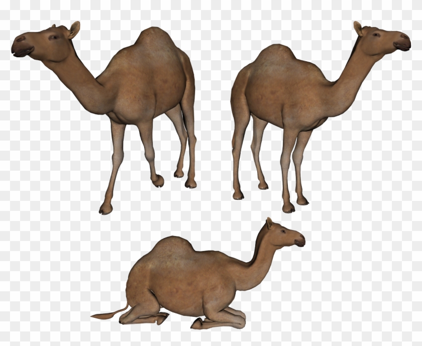 Camel Png Photo Transparent - Youve Got Mail Windows Clipart #33435