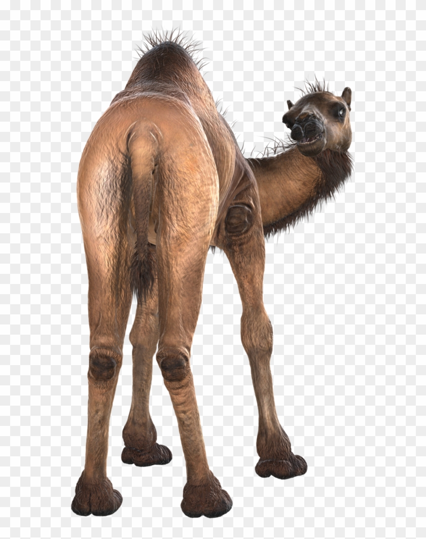 Camel Png Image & Camel Png Clipart Free Download - Camel Transparent Png