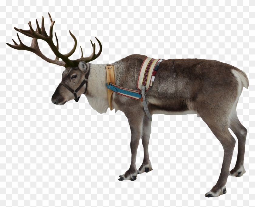 Reindeer Png Image - Reindeer Png Clipart