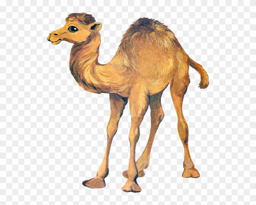 Camel Png Clipart Transparent Png #34500