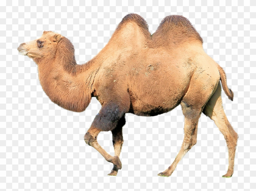 Camel Milk Benefits Clipart