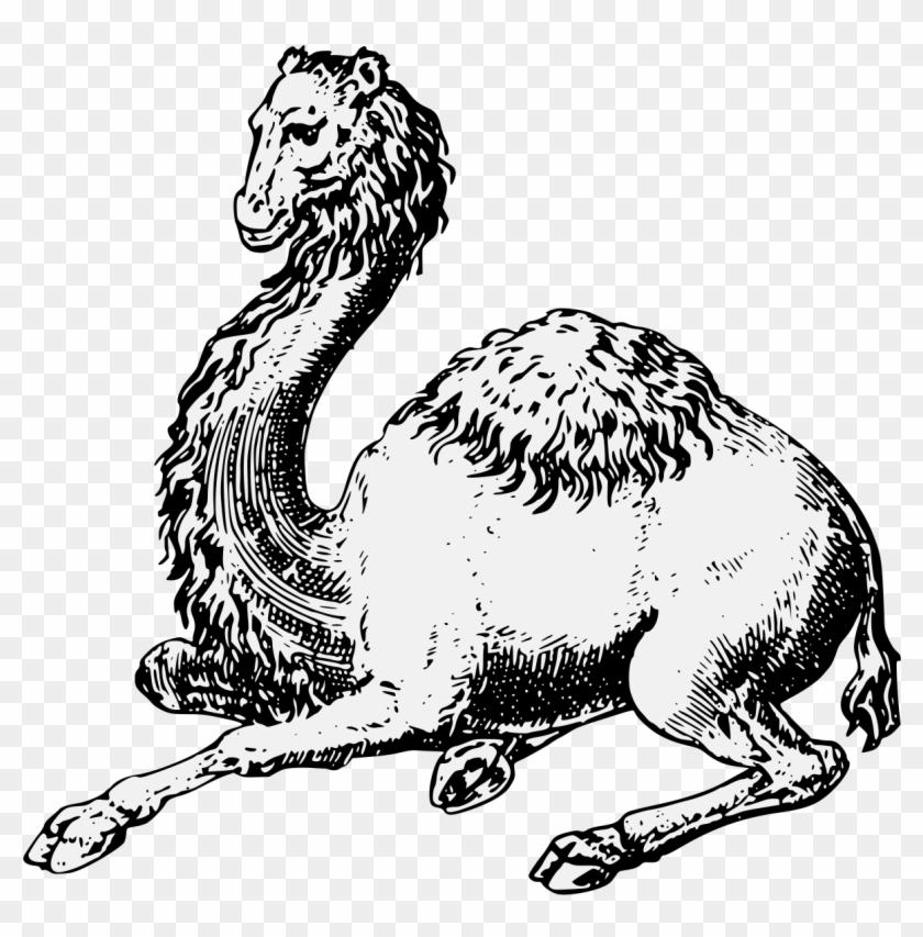 Camel Couchant - Illustration Clipart