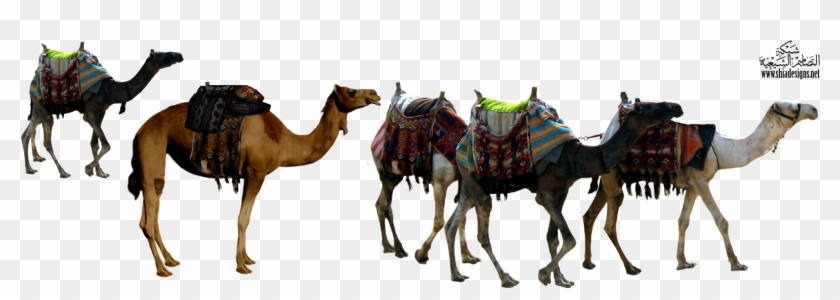 Camel Png Image & Camel Png Clipart Free Download - Camel Transparent Png