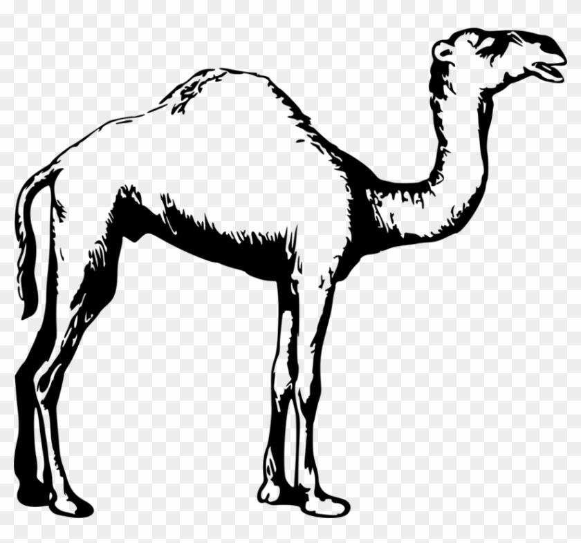 844 X 750 9 - Camel Images Clipart Black And White - Png Download #35127