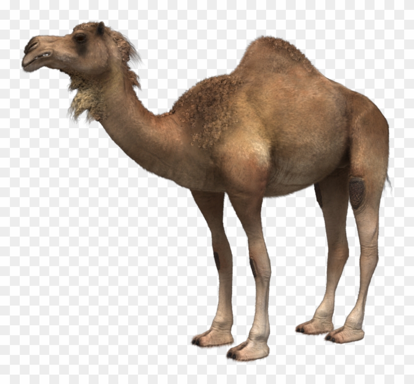 Arabian Camel Clipart #35150