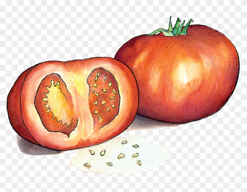 Tomatoes - Plum Tomato Clipart #35238