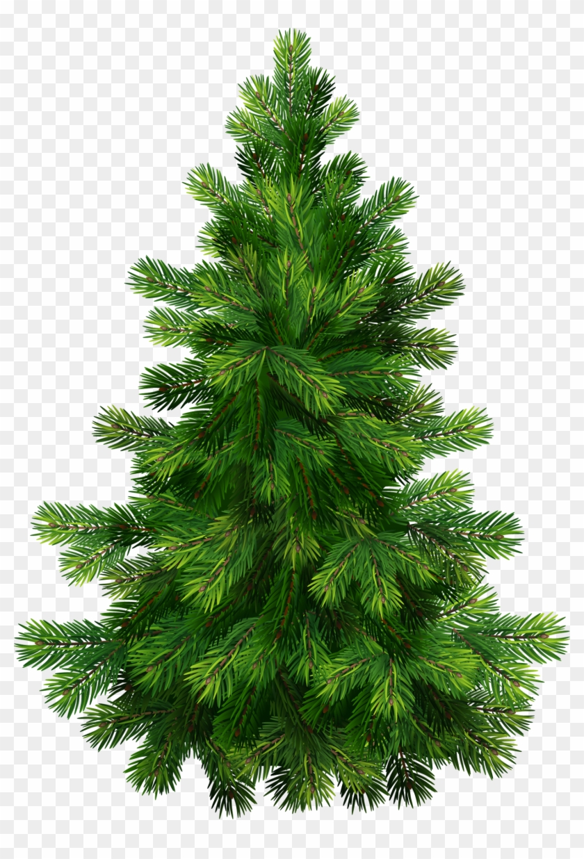 Transparent Pine Tree Png Clipart - Pine Tree Transparent Background #35369