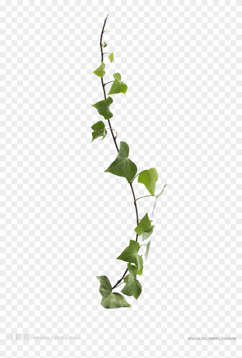 Common Ivy Virginia Creeper Vine Leaf Plant Clipart #35529