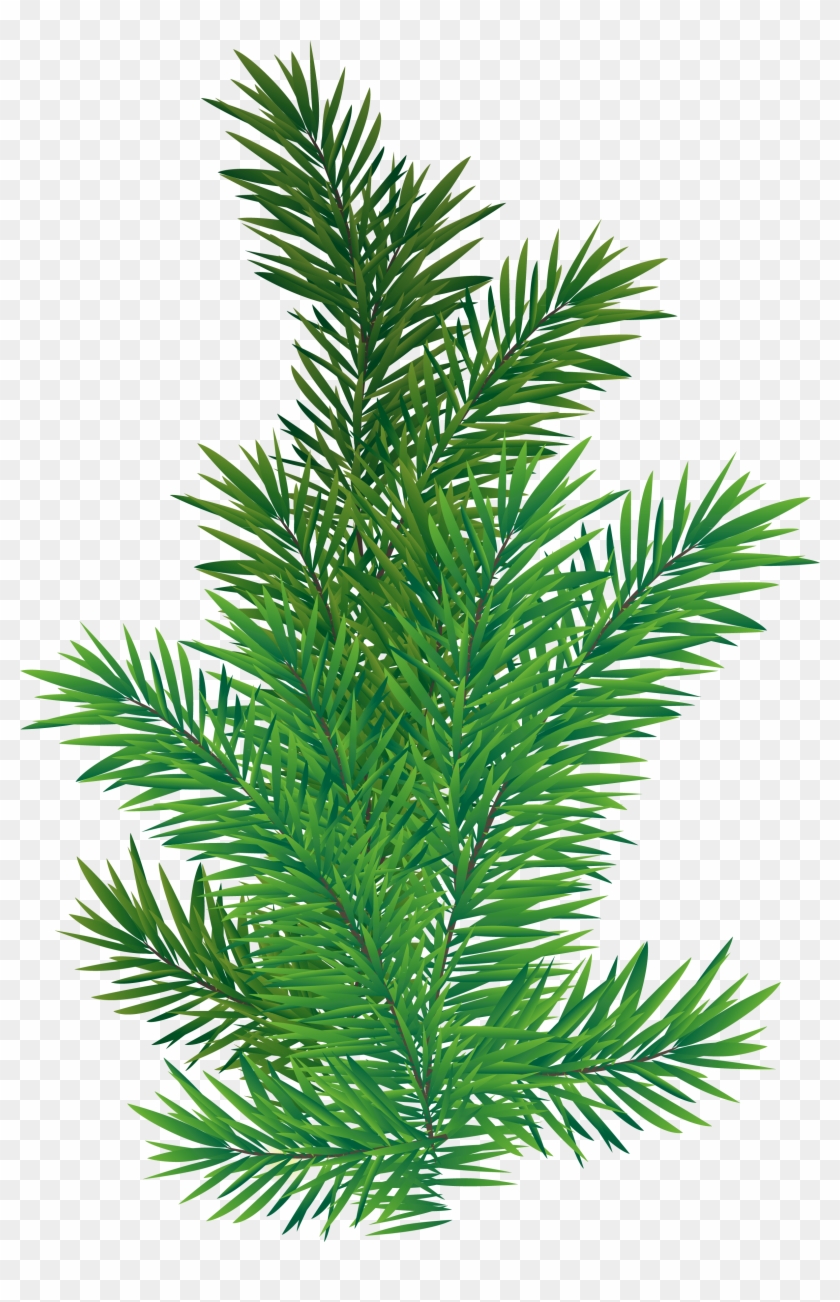 Pine Branch Png Picture - Pine Tree Branch Png Clipart #35618