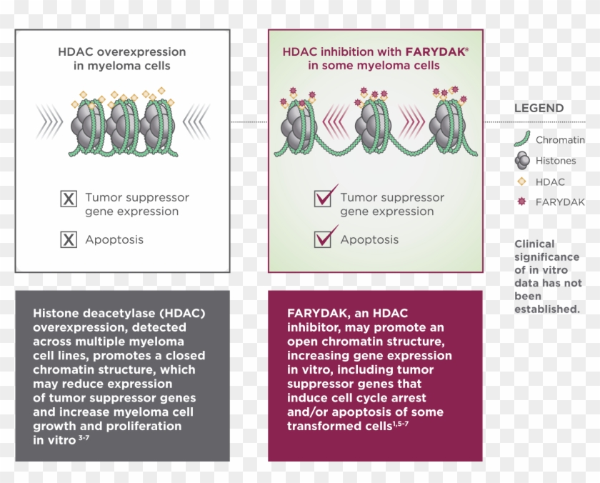 Hdac Overexpression To Hdac Inhibition With Farydak - Hdac Inhibitor Tumor Suppressor Gene Clipart #35821