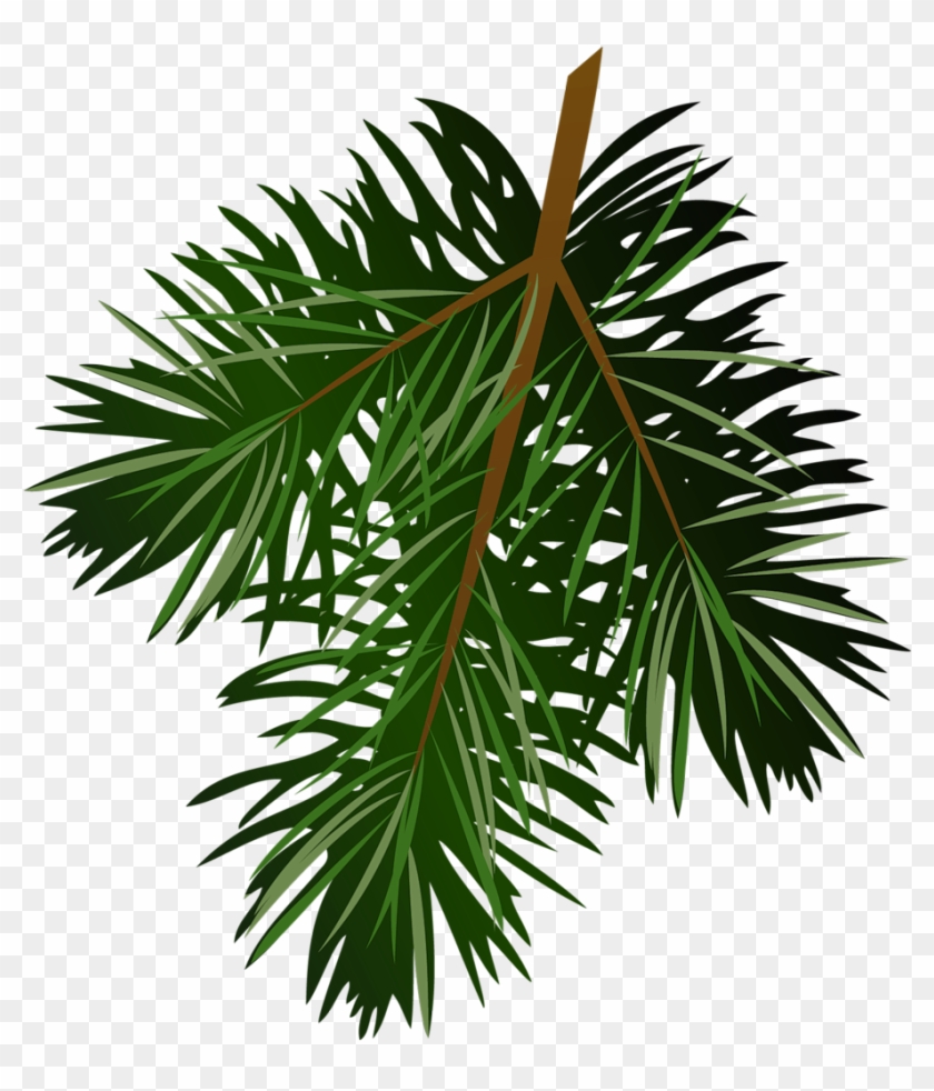 Transparent Pine Branch Png Picture - Clip Art Transparent Pine Cone