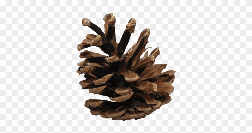 Download Pine Cone Png Images Background - Pine Cone Transparent Background Clipart #35907