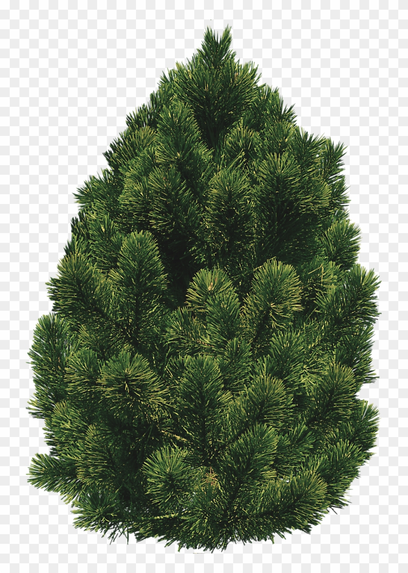 Free Icons Png - Shrub Clipart