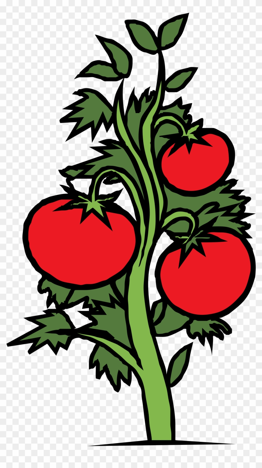 2400 X 2400 2 - Drawing Of Tomato Plant Clipart