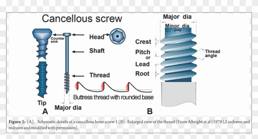 The Screw Head Serves As An Attachment For The Screwdriver Clipart