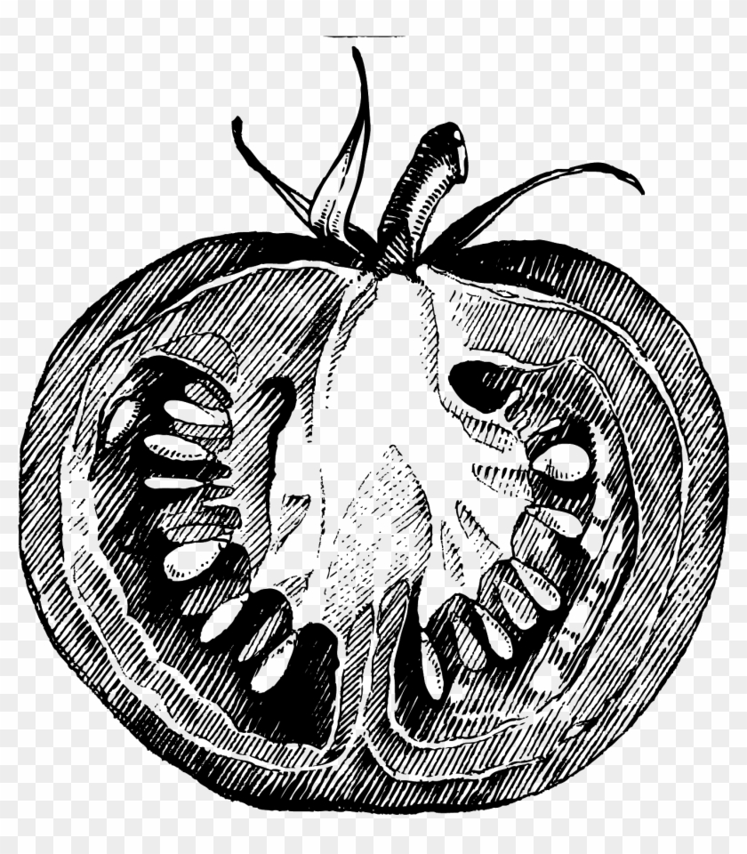 1516 X 1565 7 - Tomato Sketch Png Clipart