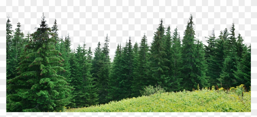 2000 X 831 218 - Forest Pine Trees Png Clipart #36762