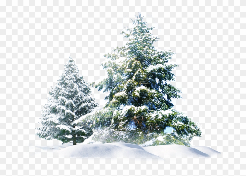 Polar Wallpaper Tree Snow Bear Creative Pine Clipart - Snowy Pine Trees Png Transparent Png