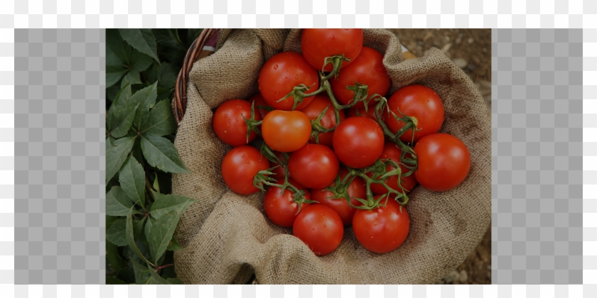 Organic Tomatoes Cat - Cherry Tomatoes Clipart