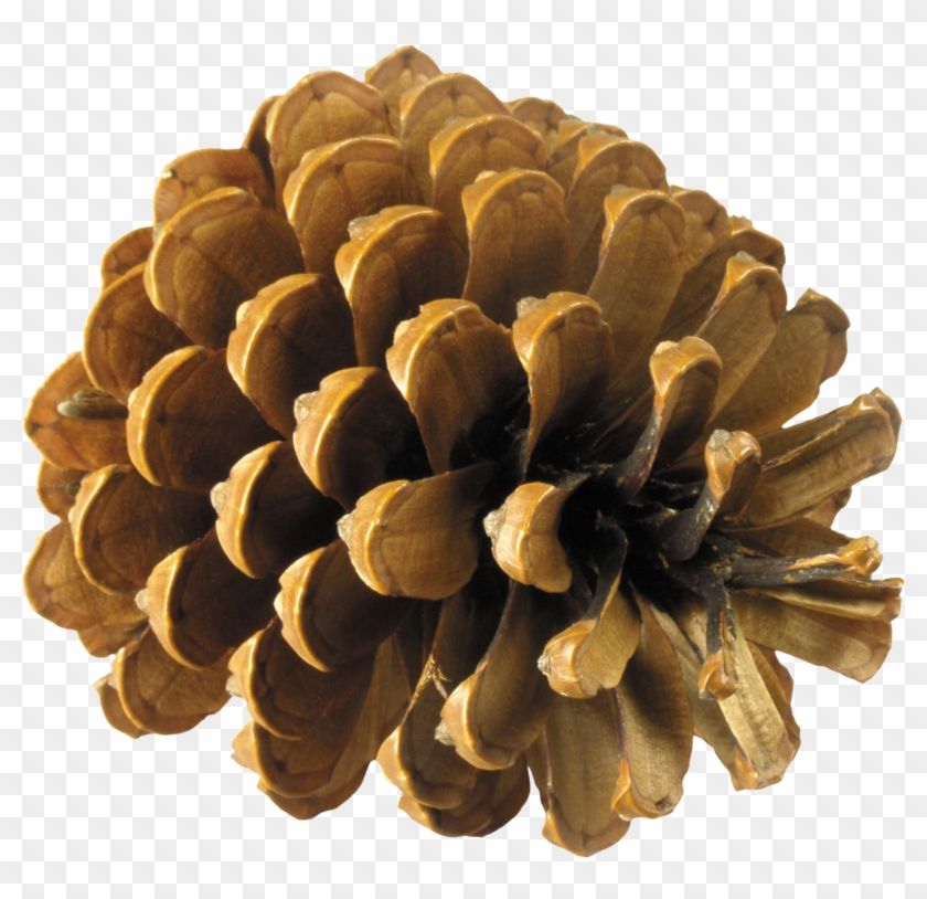 Pine Cone Png - Шишка Clipart #37319