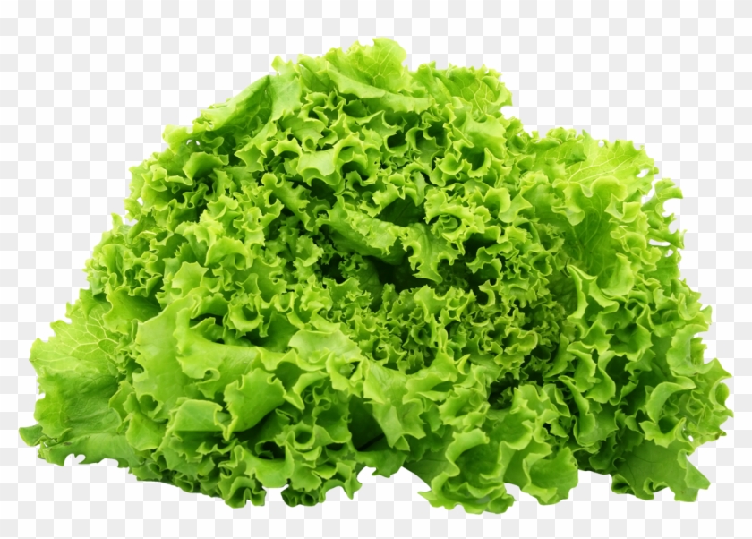 Green Lettuce Png Image - Lettuce Png Clipart #37399