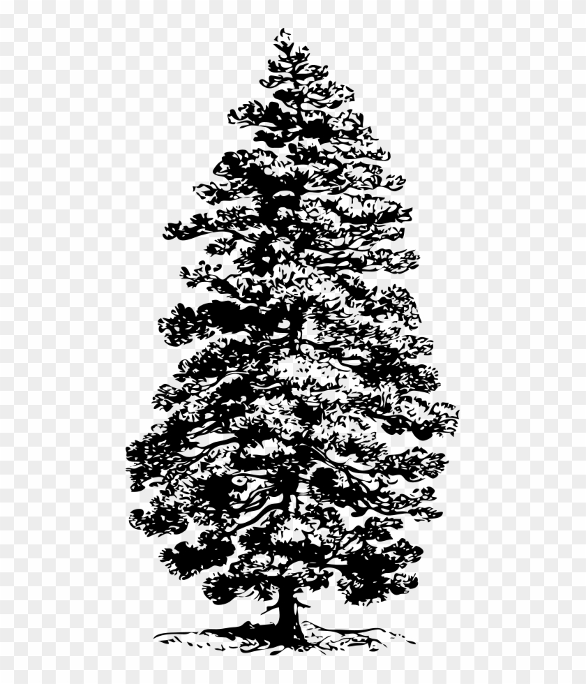 Pine Png Clipart #37659