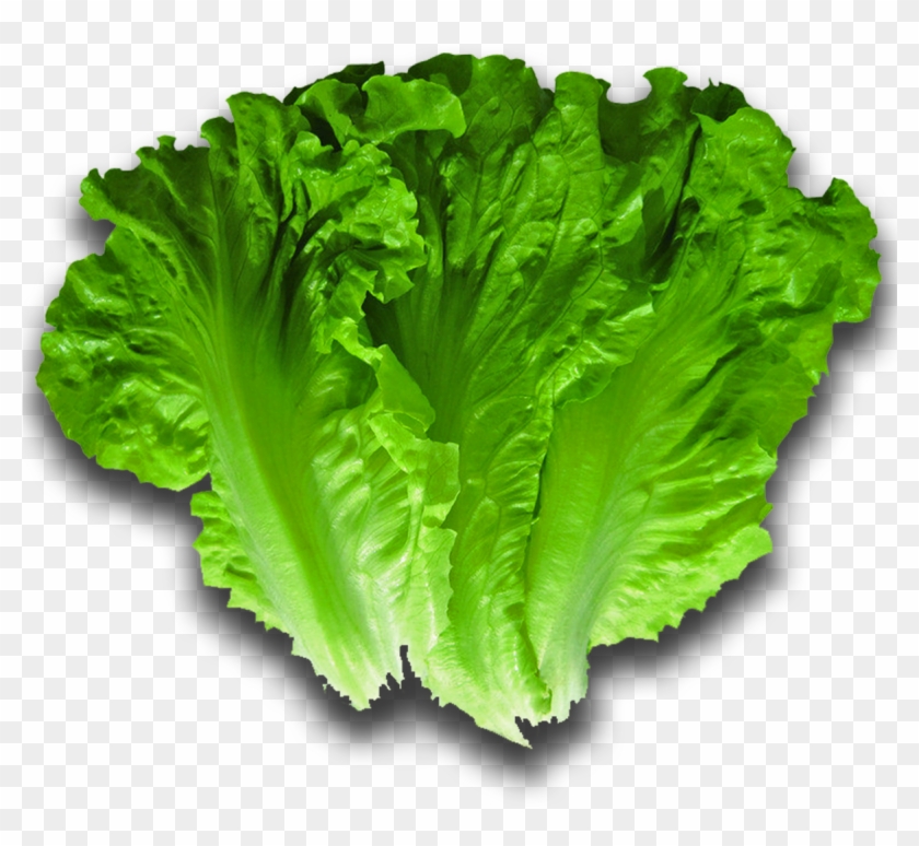Romaine Lettuce - Iceburg Lettuce Clipart #37720