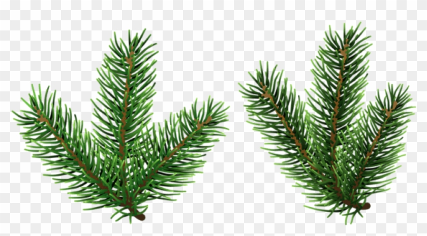 Free Png Pine Tree Branches Png Png - Christmas Tree Clipart #37875