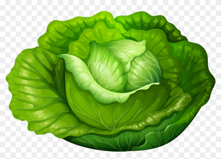 Cabbage Png Clip Art 1523 Lettuce Clipart - Transparent Background Animated Lettuce Png #37979