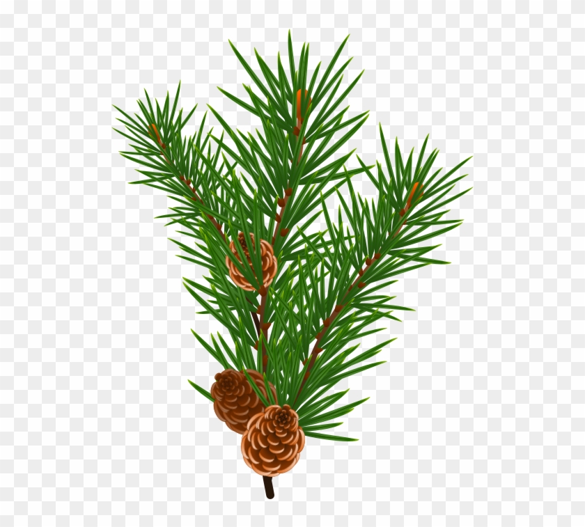 Pine Branch - Free Pine Branch Vector Clipart #38107